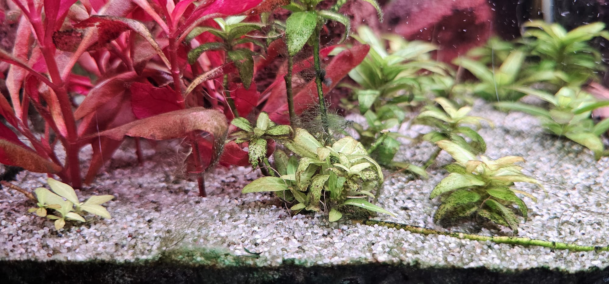 Afbeelding van WhatsApp op 2025-12-12 om 17.29.09_90a4f7df.jpg