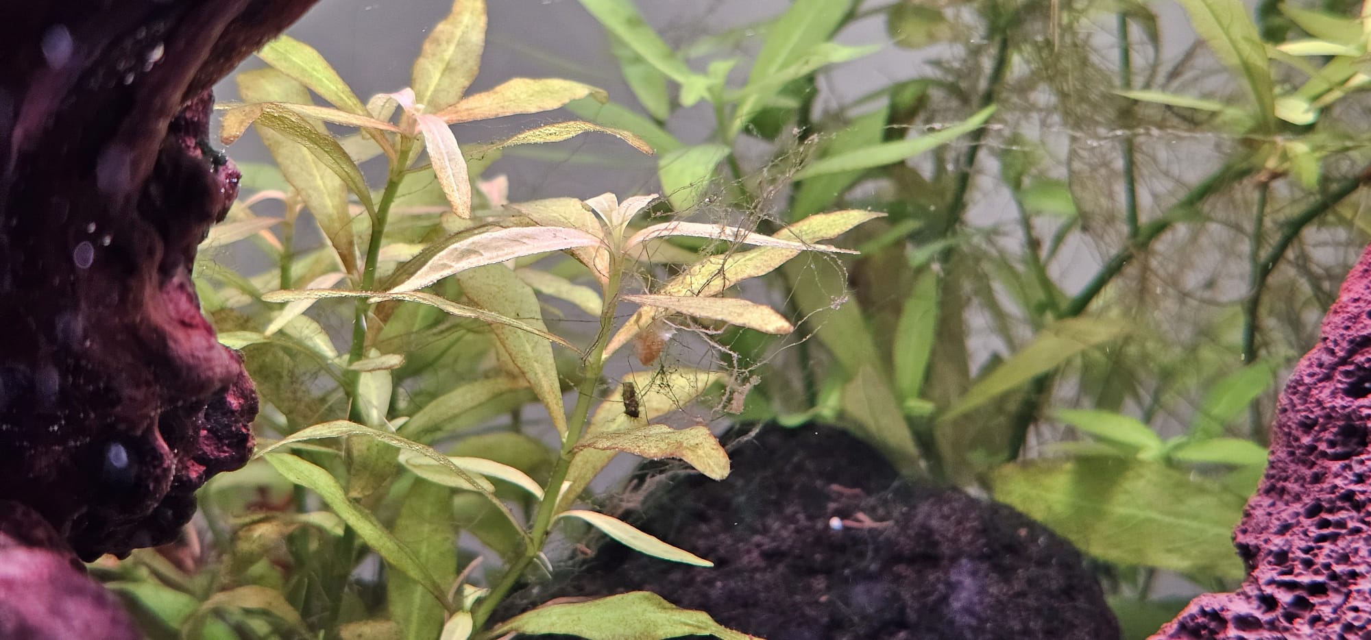 Afbeelding van WhatsApp op 2025-12-12 om 17.29.09_9d1e9dbf.jpg