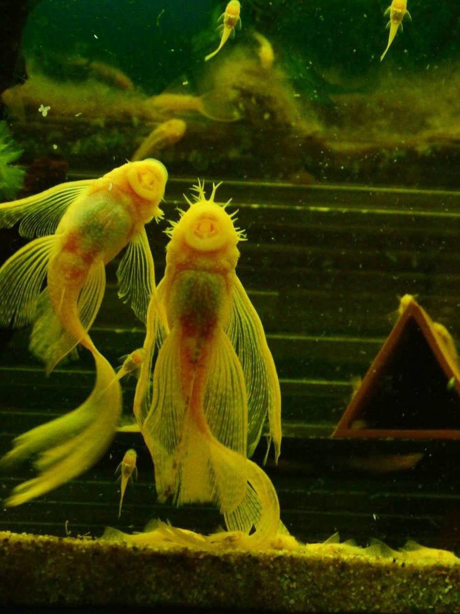 albino-ancistrus-longfin-kweekkoppel-2016.jpg
