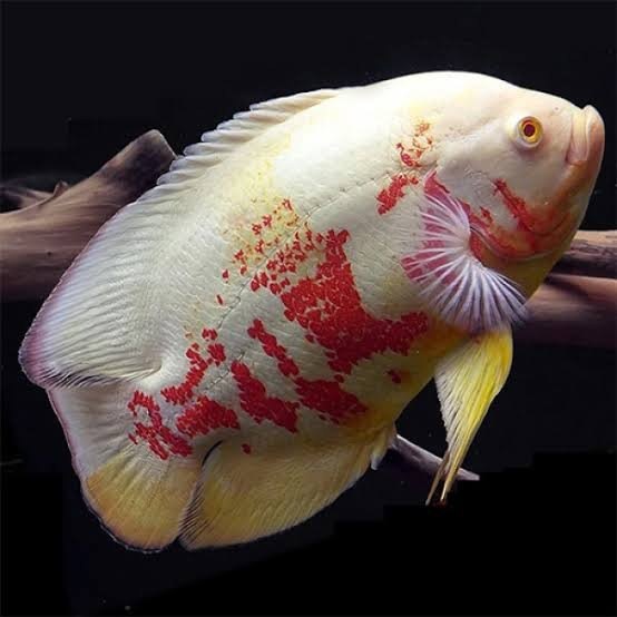 albino-oscar.jpg