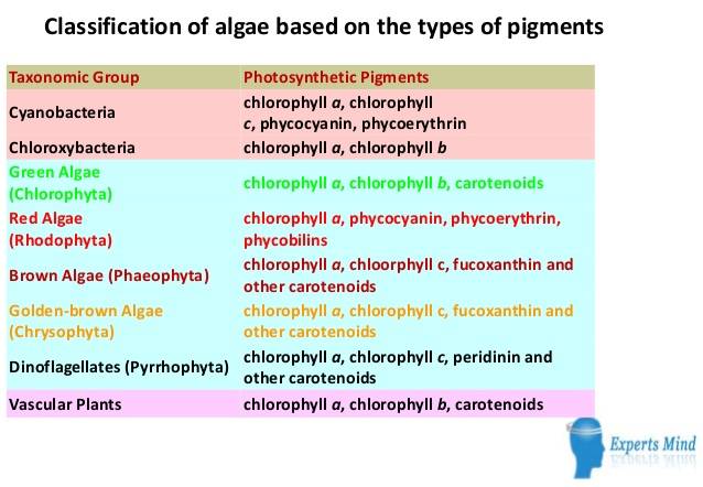 algae-4-638.jpg