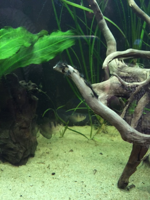 algaquarium.jpg