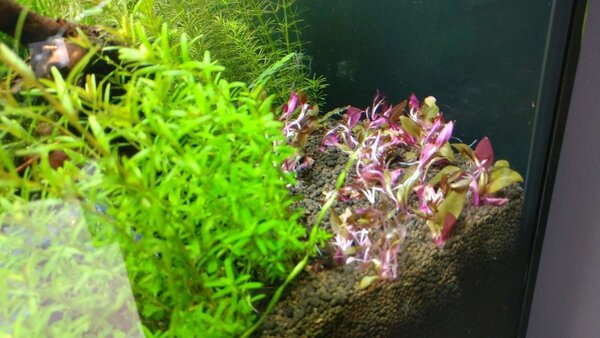 Alternanthera reineckii Mini.jpg