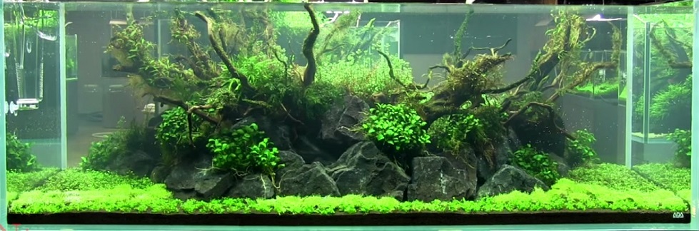 amanotank3_zps6e23804d.jpg