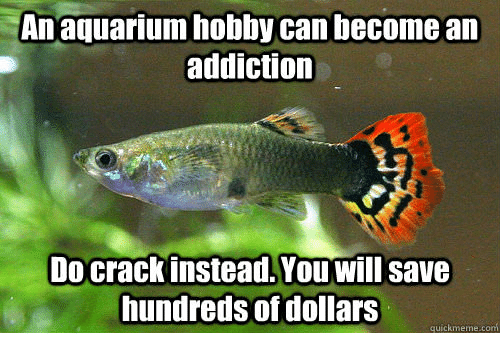an-aquarium-hobby-can-become-an-addiction-do-crack-instead-youwill-35720178.png