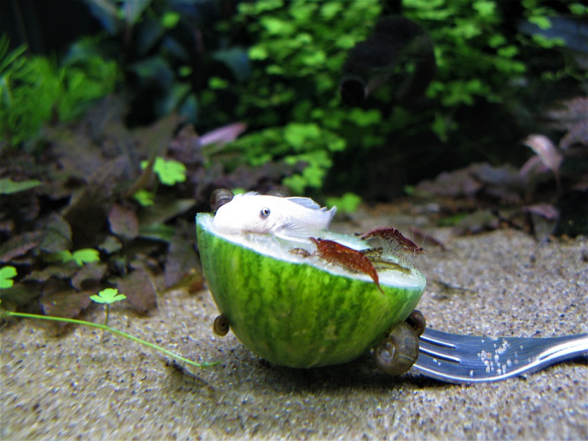 an4.jpg