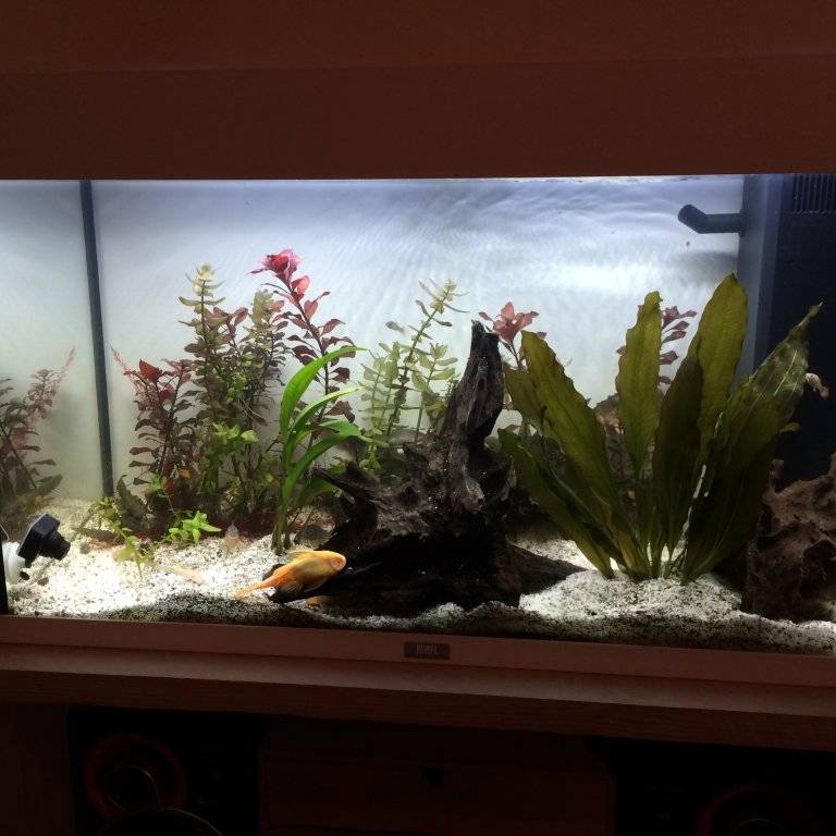 ancistrus en corydoras (1).JPG