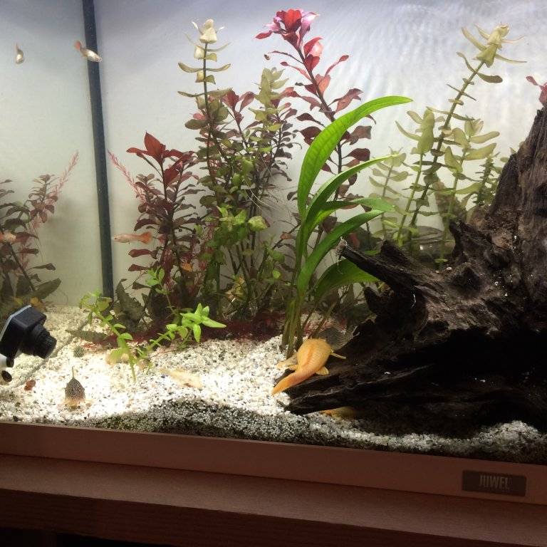 ancistrus en corydoras (2).JPG