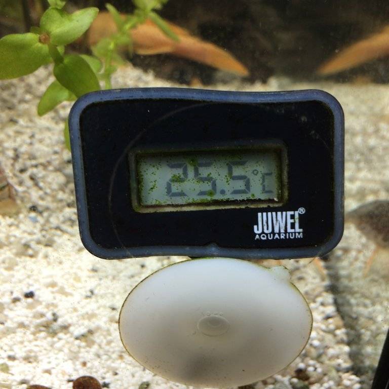 ancistrus en corydoras (3).JPG