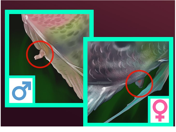 Angelfish.png