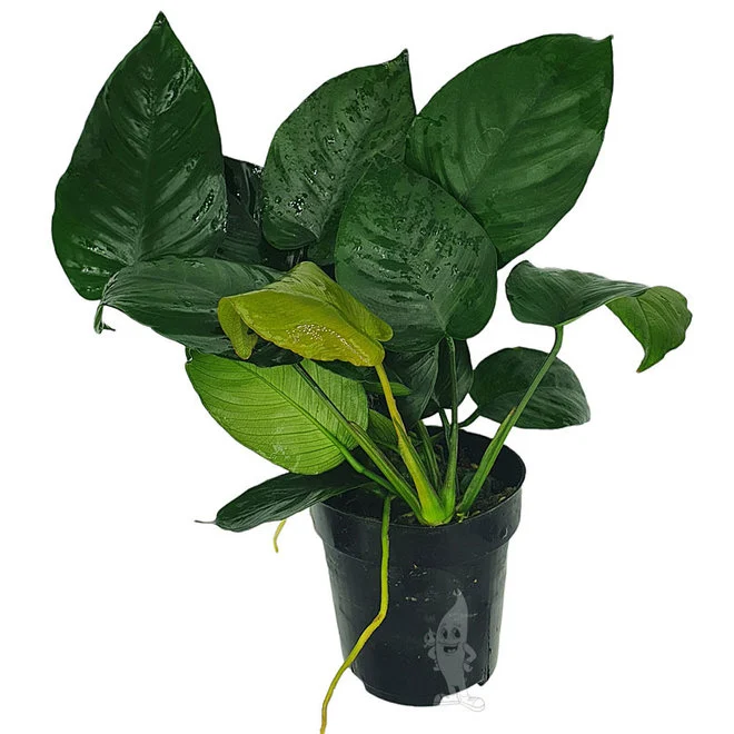 anubias-anubias-barteri-moederplant.webp