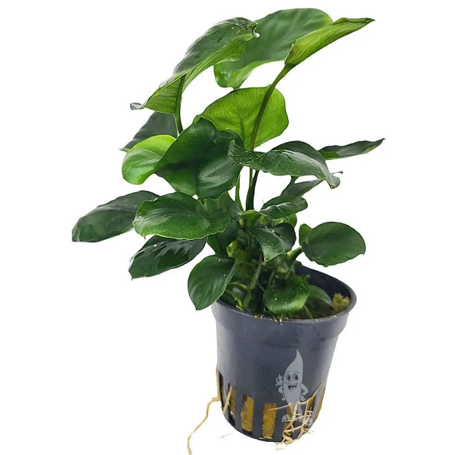 anubias-anubias-barteri-sp-coin-leaf.webp