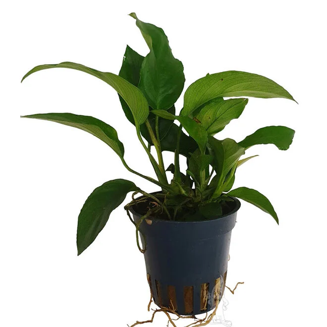 anubias-anubias-gracilis.webp