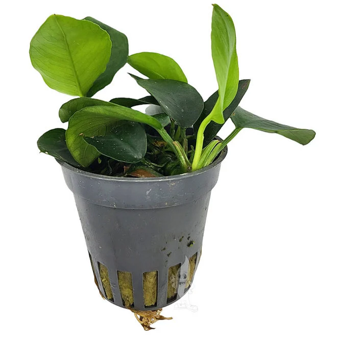 anubias-anubias-nana.webp