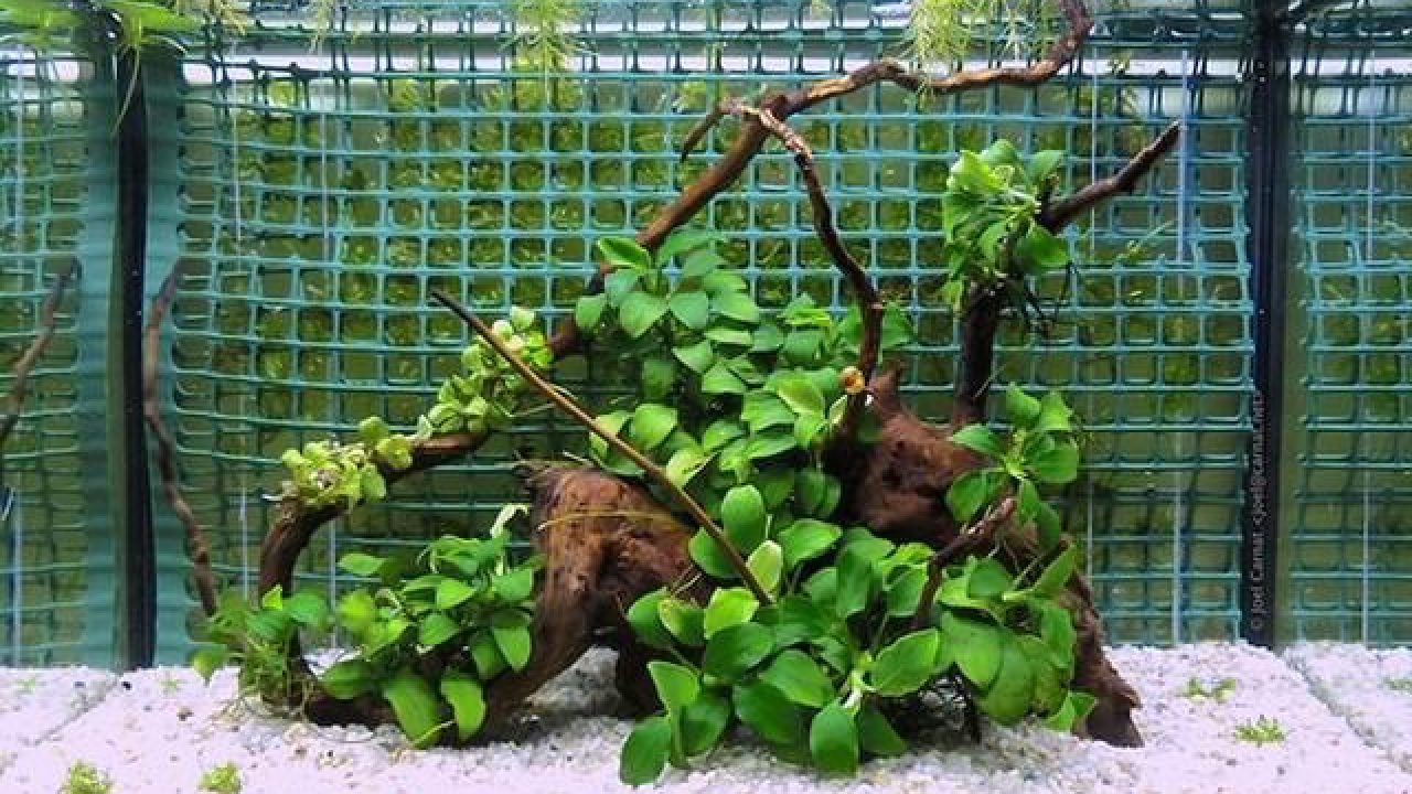 Anubias-Barteri_opt-1280x720.jpeg