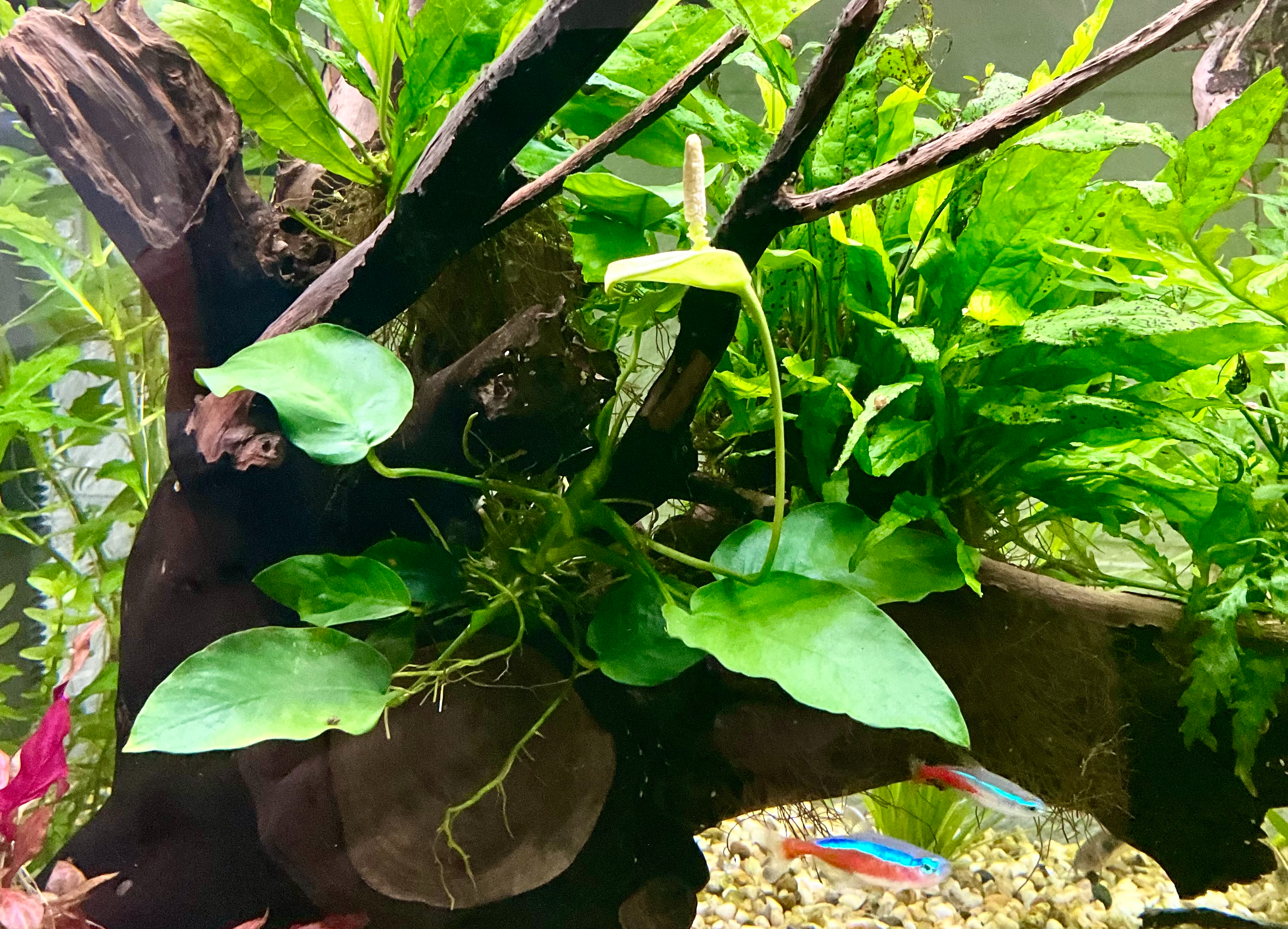 Anubias-cutout.jpg