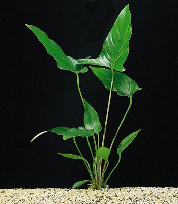 Anubias-hastifolia_zpswipimbvc.jpg