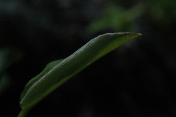 Anubias.JPG