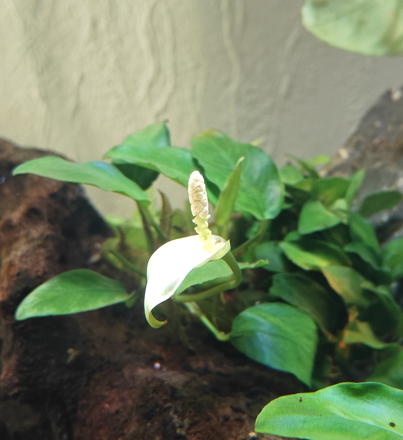 Anubias.jpg