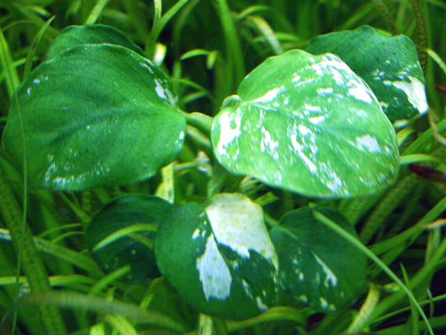 Anubias-Nana-Marbled-Variegated-Aquatic-plant-for-sale-and-where-to-buy-Aquaticmag.jpg