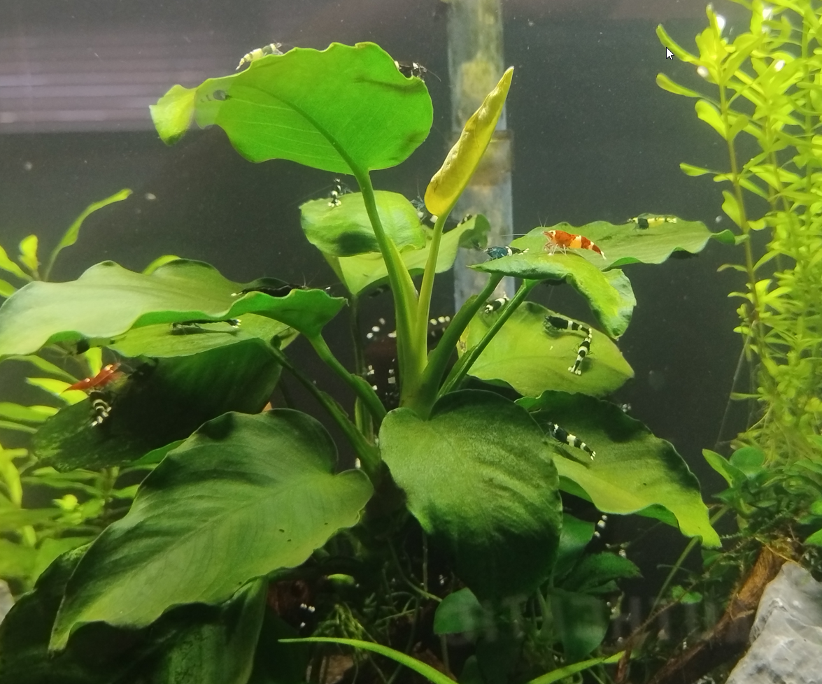 anubias.png