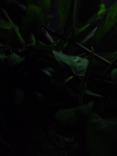anubias5.jpg