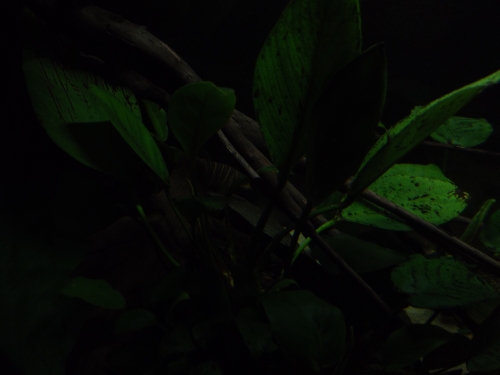 anubias6.jpg