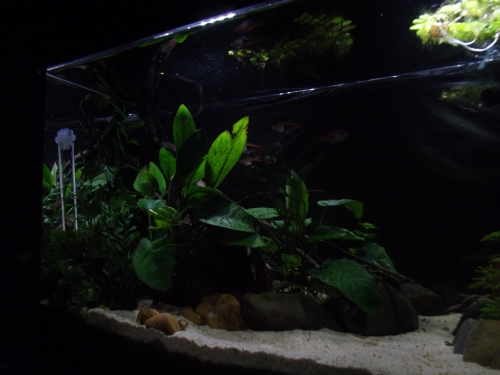 anubias7.jpg