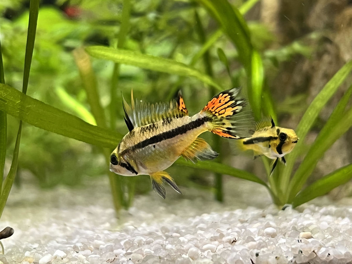 apisto.jpg