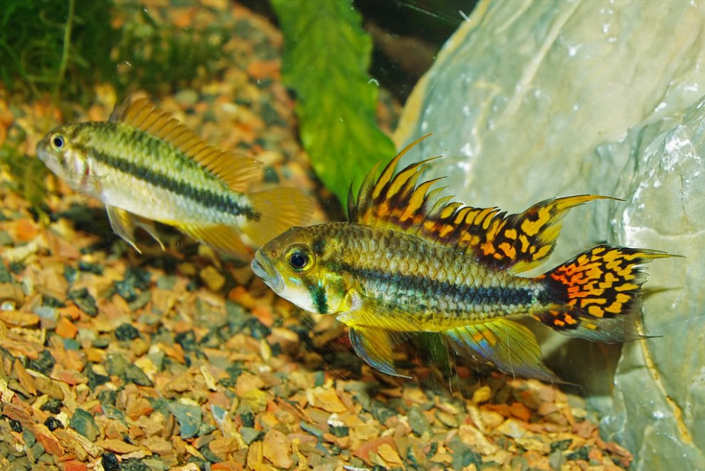 Apistogramma-cacatuoides-pair.jpg