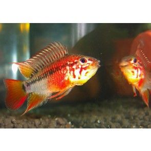 Apistogramma Mac Masteri.jpg
