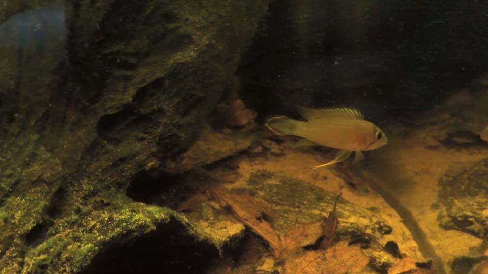 Apistogramma panduro man.jpg