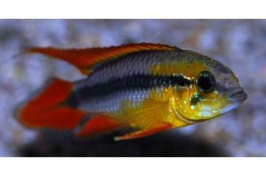 apistogramma_agassizi_dubbel_rood_2_1.jpg