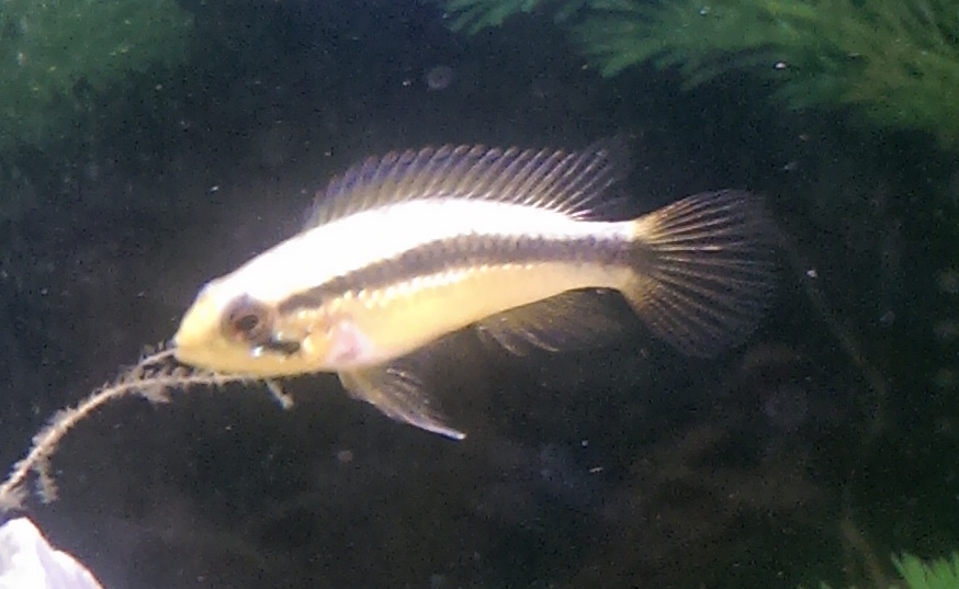 apistogramma_homerno1.jpg