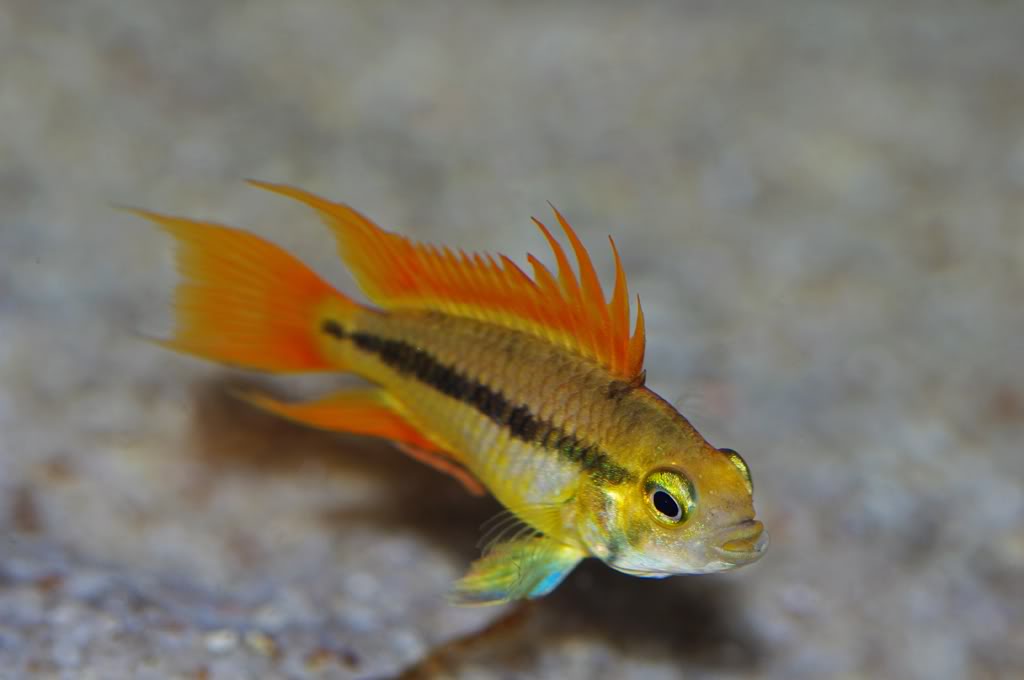 ApistogrammaCacatuoidesOrangeFlash2.jpg