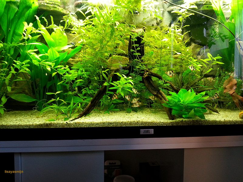 aqua_met_sumatraantjes.jpg