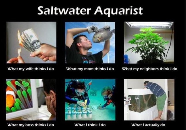 Aqua_mop_04.JPG