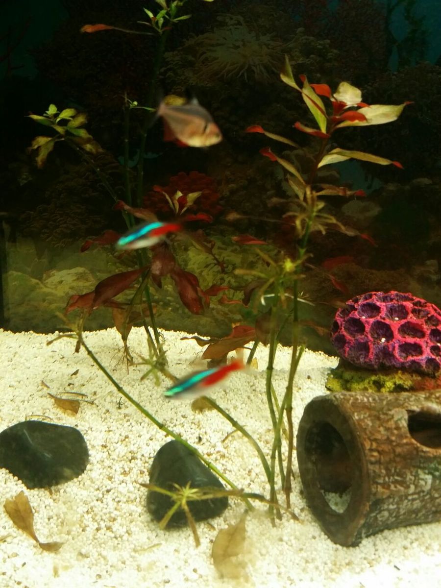 aquaaa.jpg