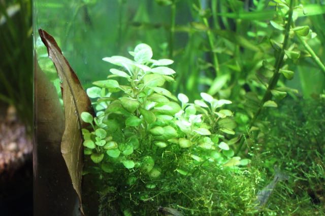 aquaplant.jpg