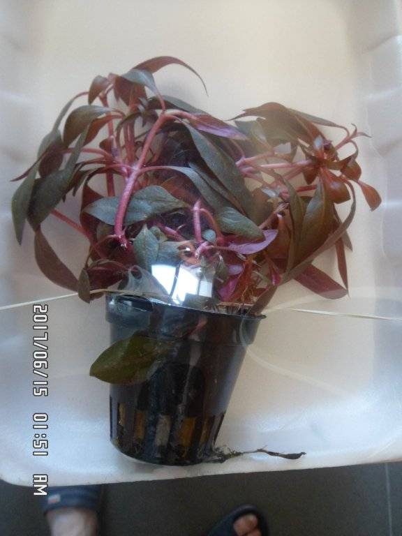 Aquaplantsonline gratis plantje 003.JPG