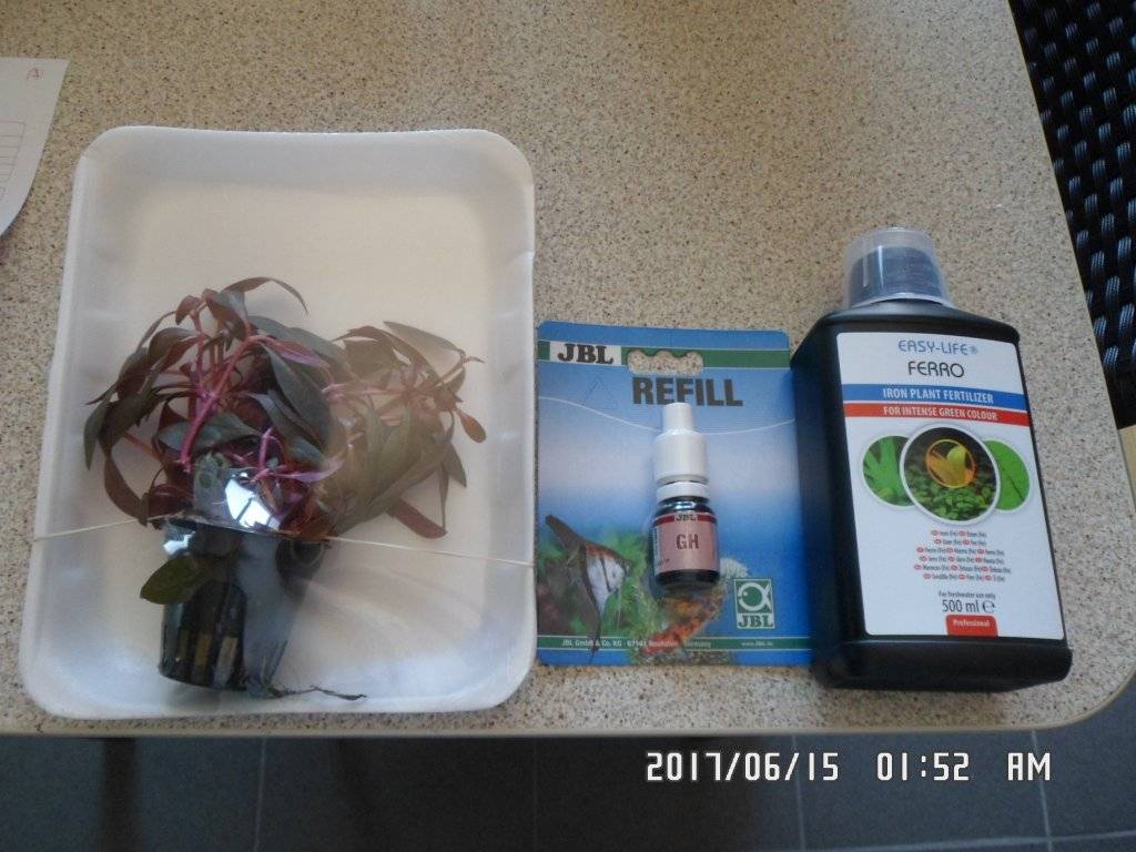 Aquaplantsonline gratis plantje 004.JPG