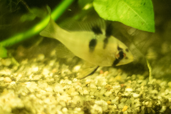 Aquarium 002.jpg