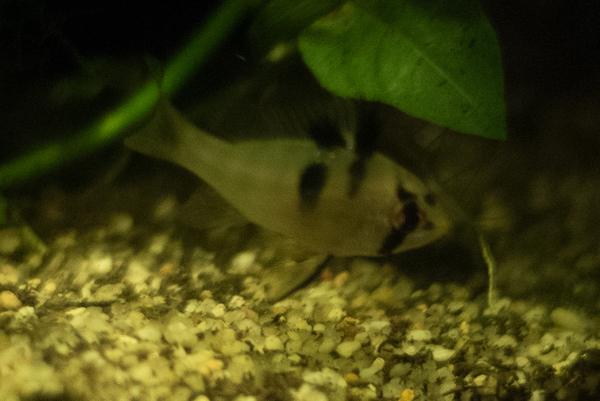 Aquarium 003.jpg