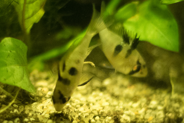 Aquarium 004.jpg