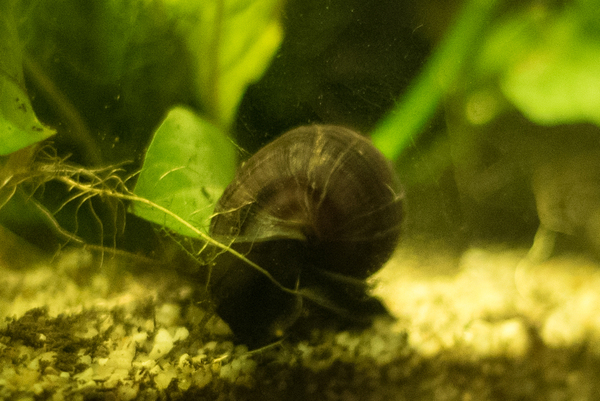 Aquarium 006.jpg