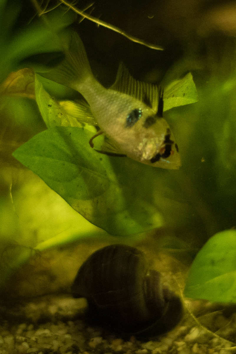 Aquarium 007.jpg