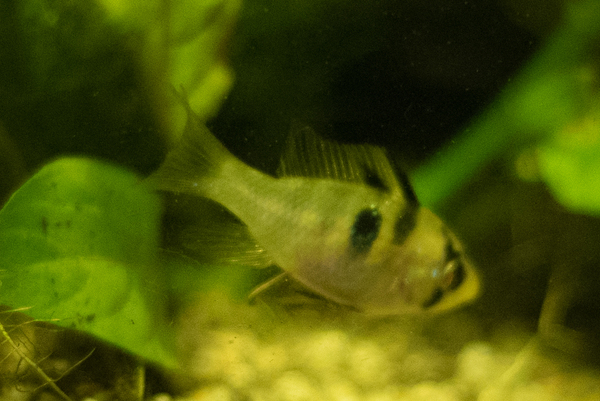 Aquarium 008.jpg