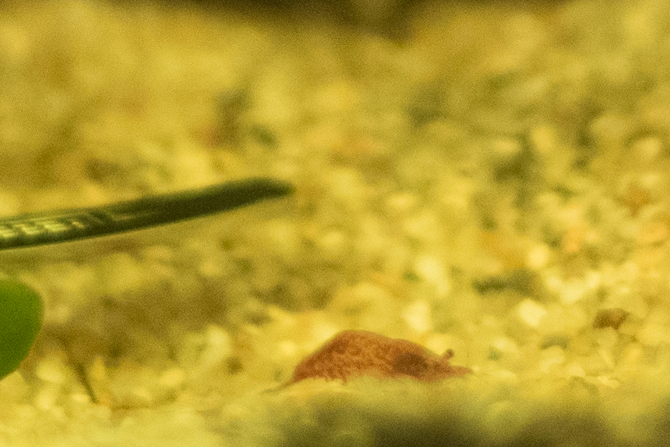 Aquarium 009.jpg