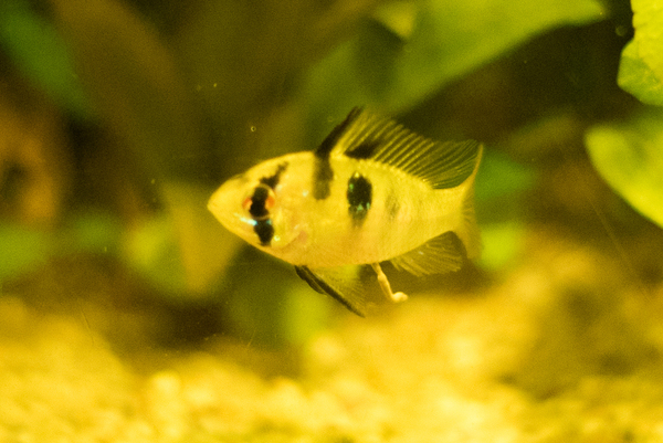 Aquarium 011.jpg