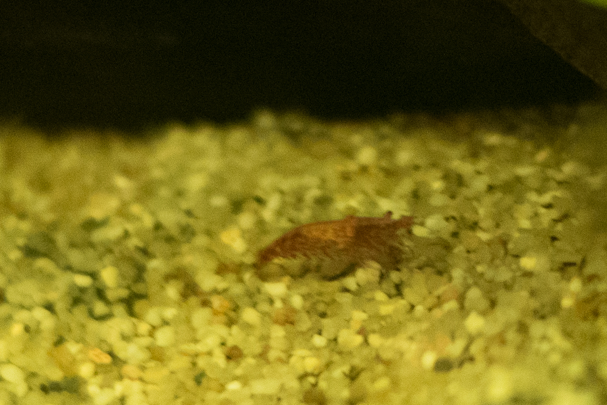 Aquarium 012.jpg